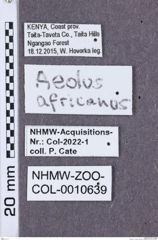 Etikette zu Aeolus africanus  (NHMW-ZOO-COL-0010639)